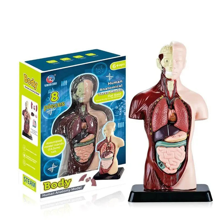 Human Anatomy Model Body Organs
