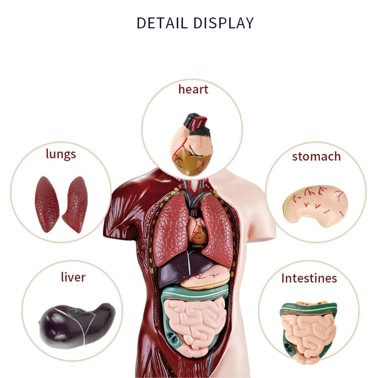 Human Anatomy Model Body Organs