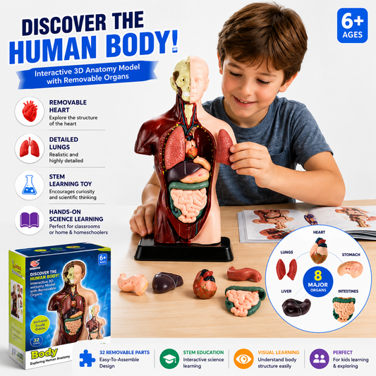 Human Anatomy Model Body Organs